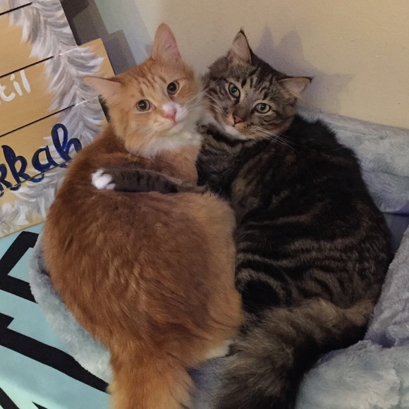 Meet your Posher, Jaime - Picture 2 of 5